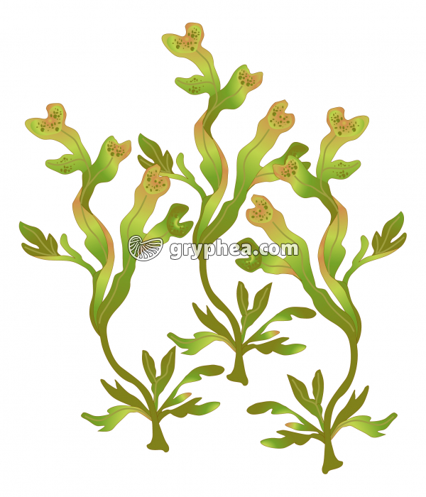 Fucus spiralé (algue brune) - gryphea.com